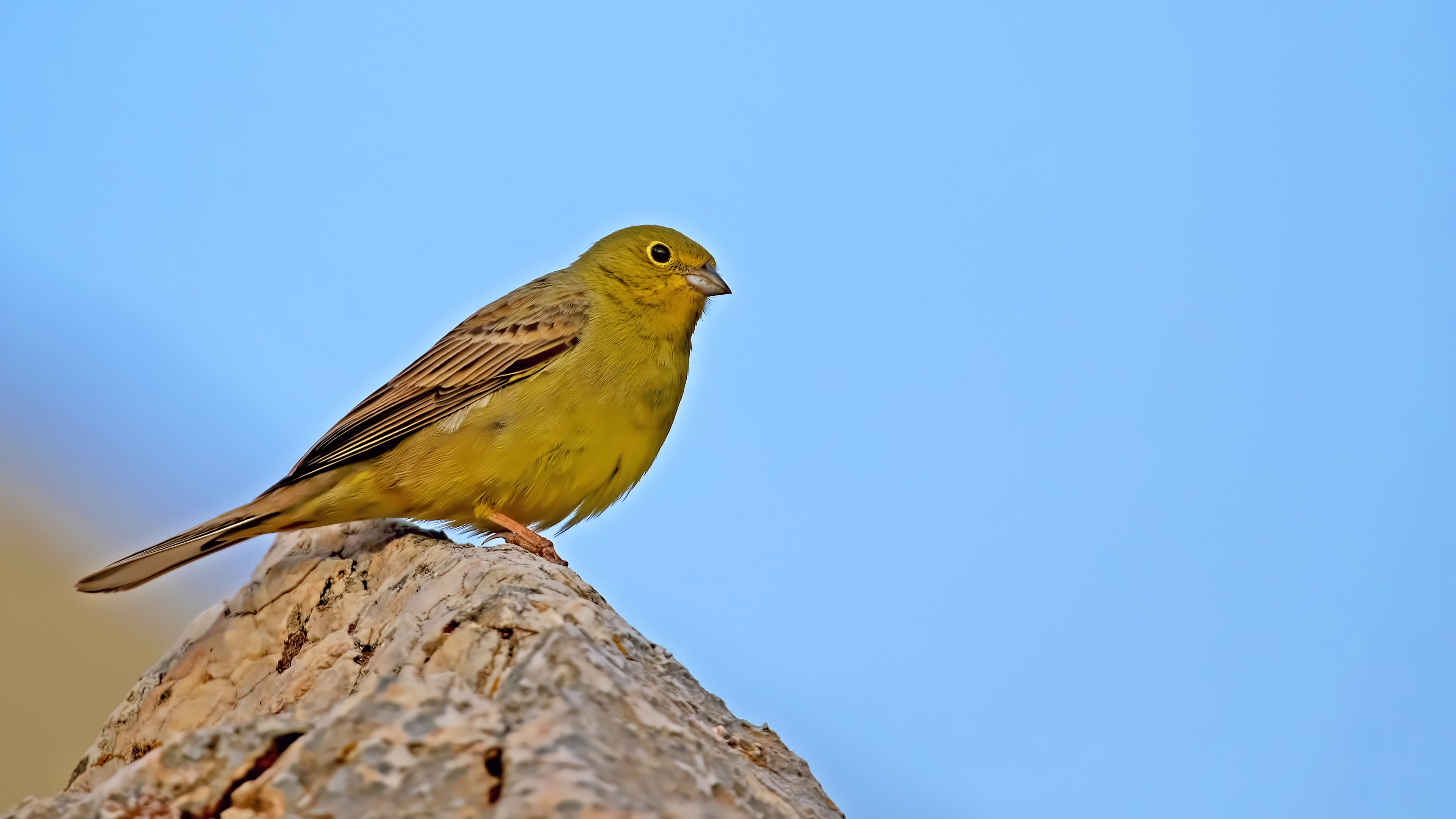 Cinereous Bunting — Ana fotoğraf